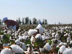 纺织经济信息网|新疆棉花高质量发展大会成功召开