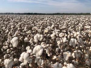 市场监管总局：新疆棉花质量持续提升