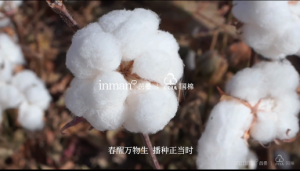 茵曼&国棉CCIA高品质棉花种植基地 和科学家、守护者、棉农一起 播种万亩棉田，溯源舒适开始